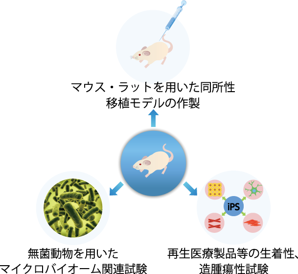 モデル動物を用いた受託試験