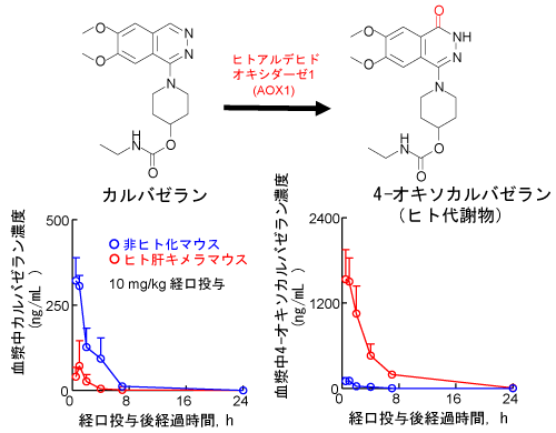 In vivo薬物投与実験によるヒト代謝物生成の予測